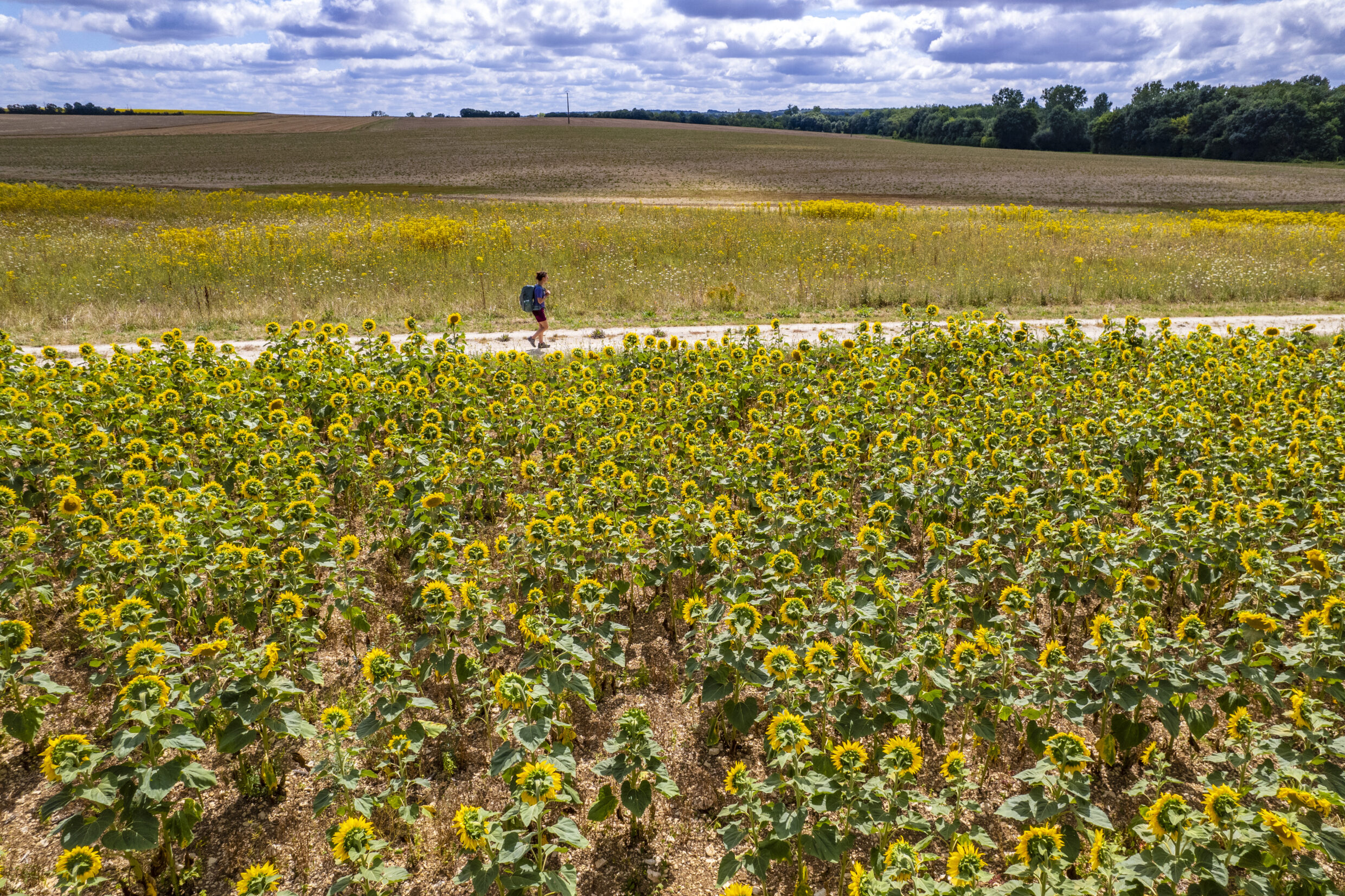 Champ de tournesols à Aulnay Saintonge ©AFCC JJGelbart