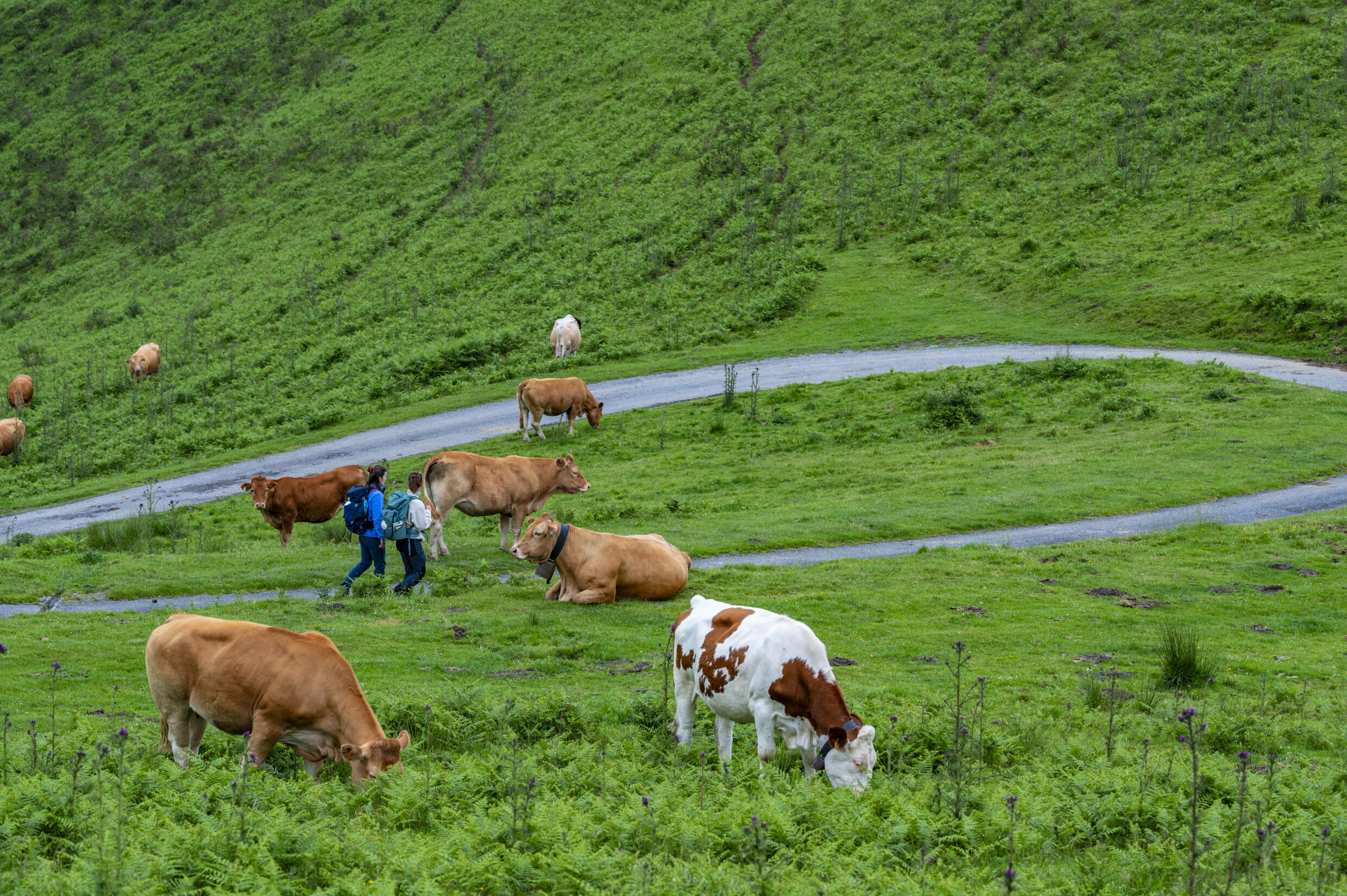 Sur le chemin du Piémont ©AFCC JJGelbart