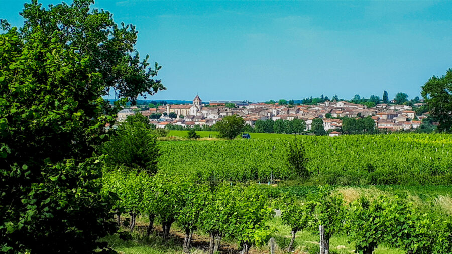 Vignoble à Mézin ©OT Albret