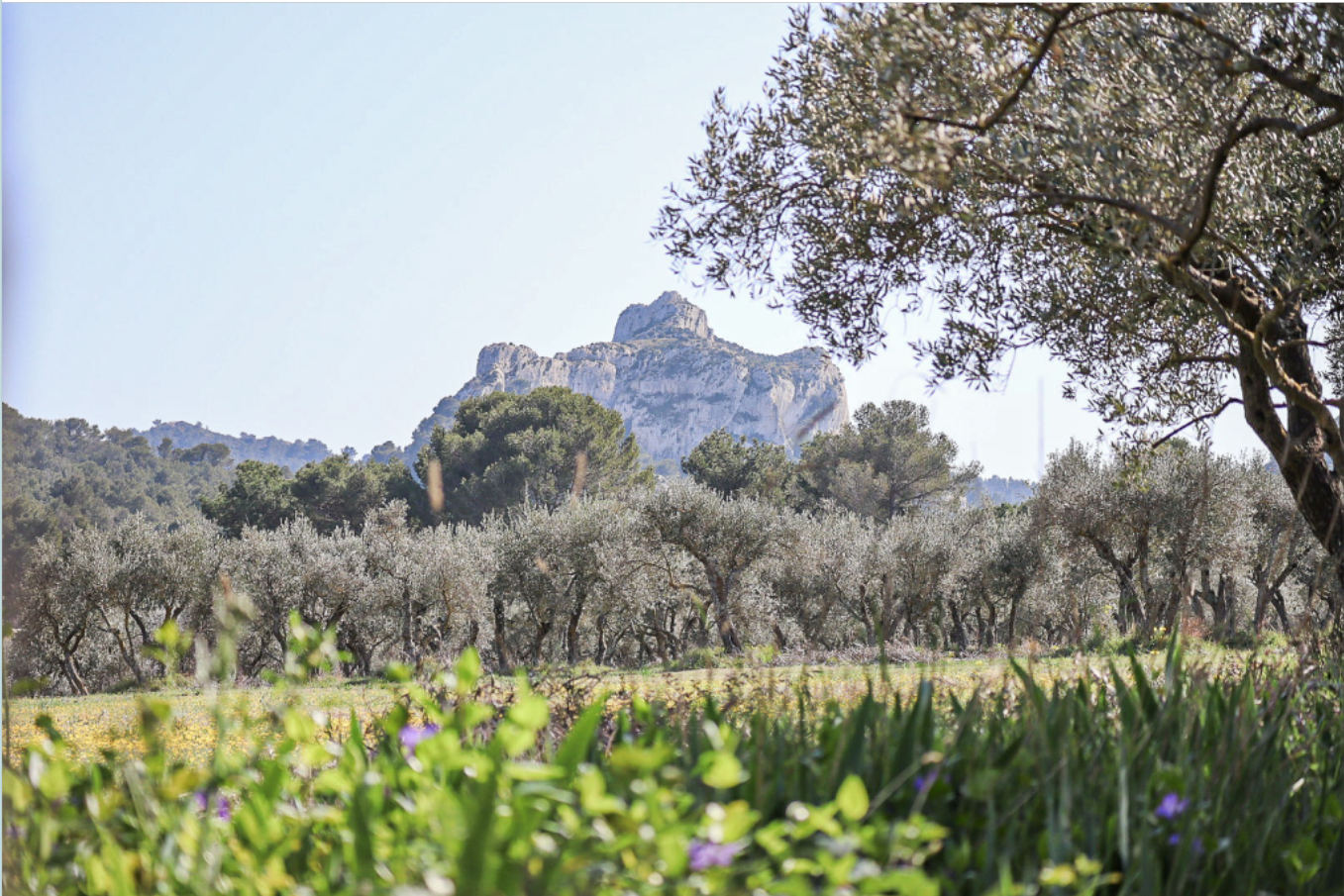 Vue alpilles de Saint Rémy de Provence ©Mélanie Quesada
