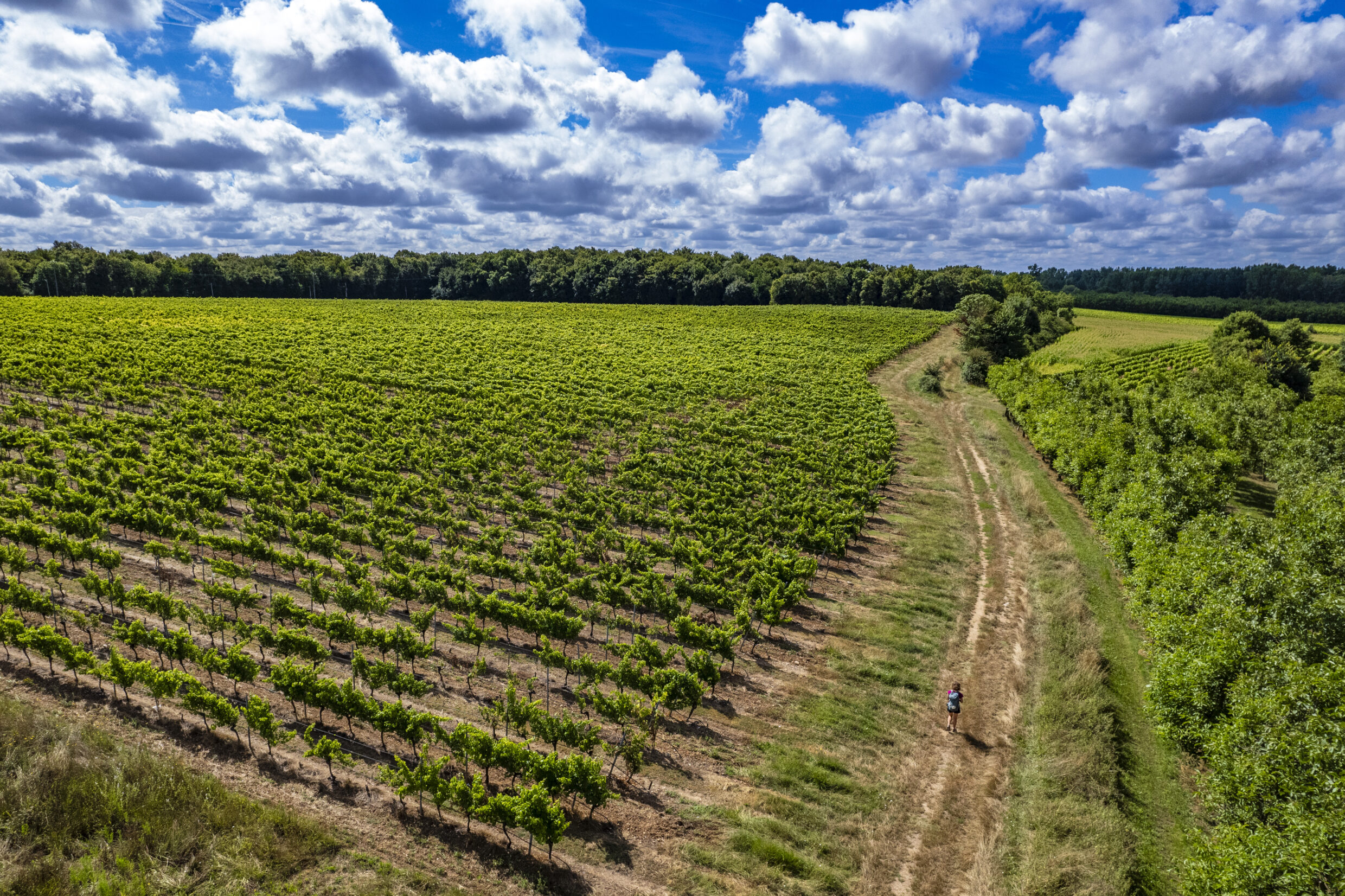 Vue sur les vignes - Pons ©JJGelbart