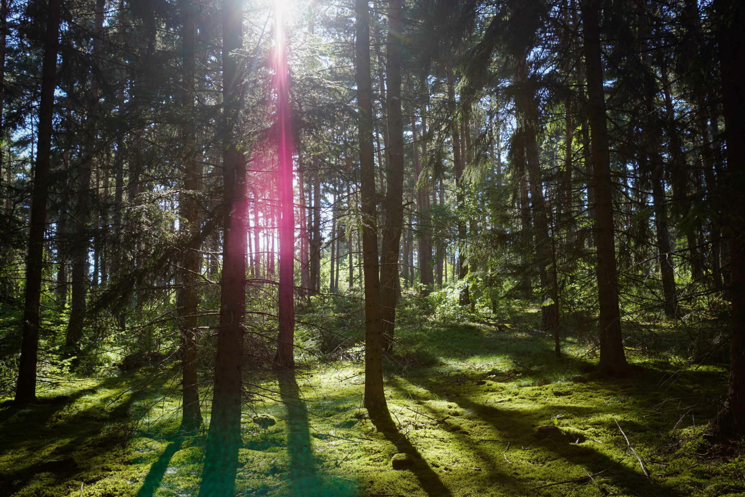 Alentours Saint-Alban © JSCaron